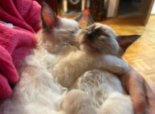 Czteromiesięczne kocięta rasy Ragdoll. | Fot. Warszawa w Pigułce.