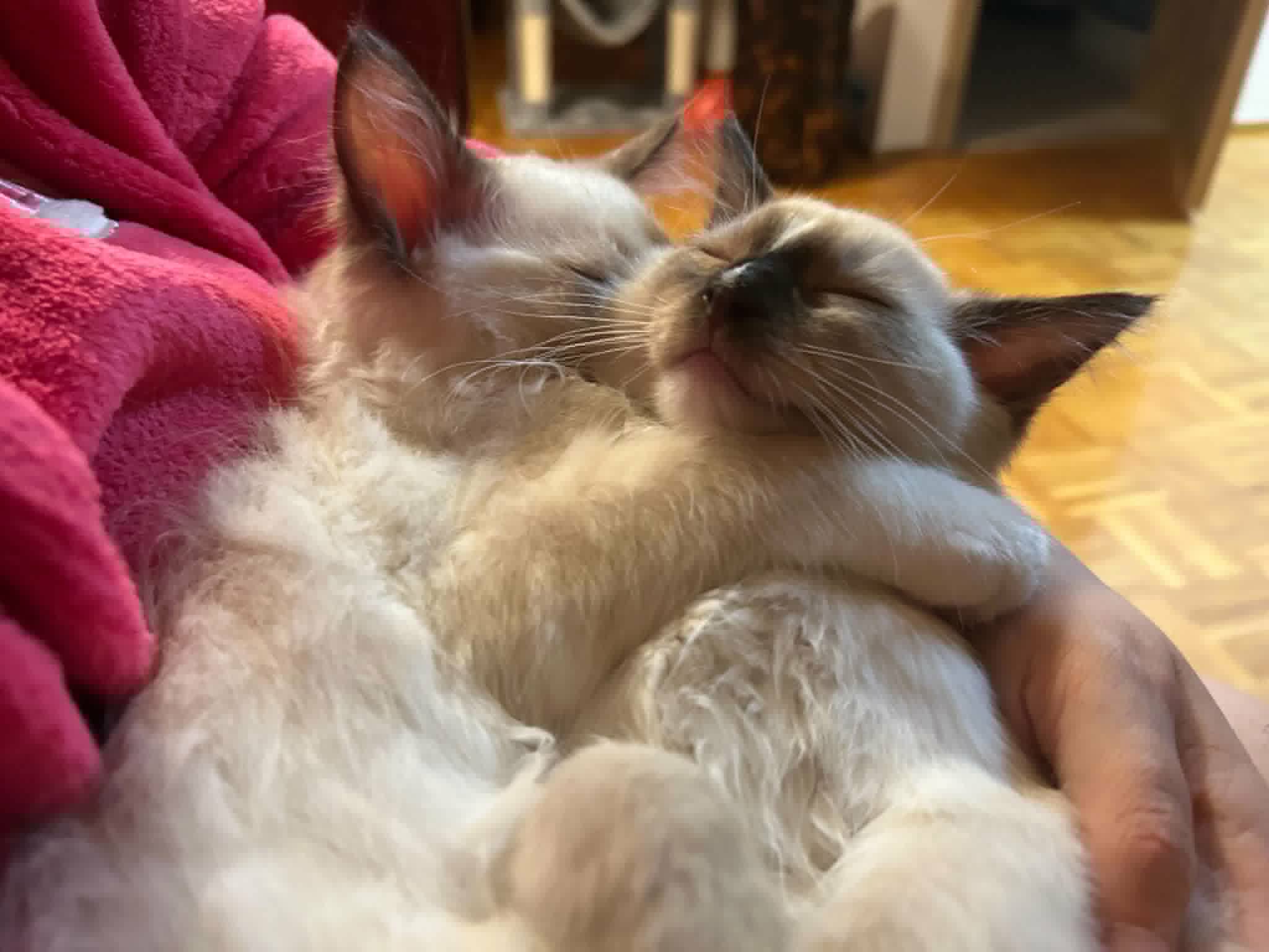 Czteromiesięczne kocięta rasy Ragdoll. | Fot. Warszawa w Pigułce.