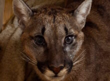 Złapana puma Fot. Gmina Polanów