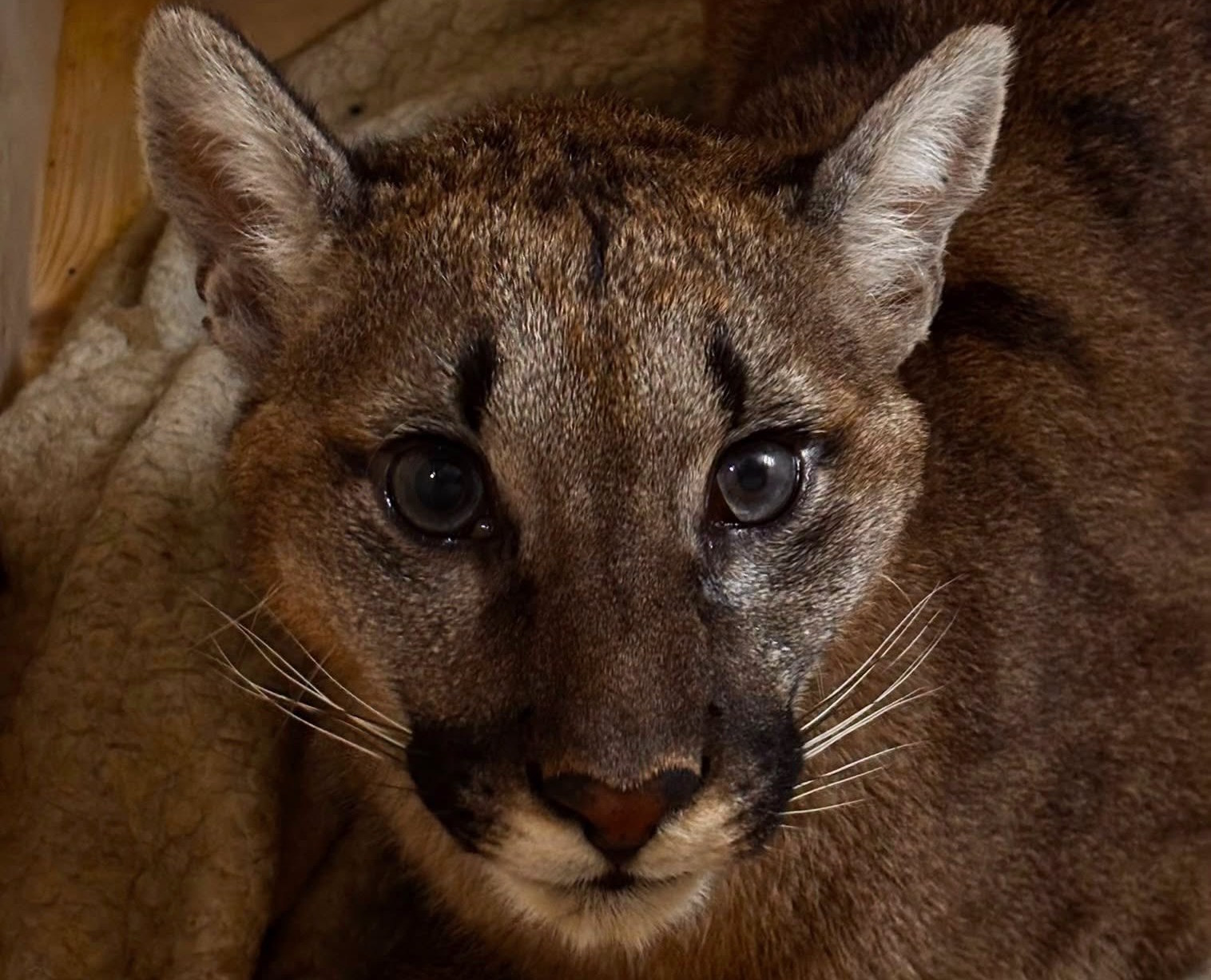Złapana puma Fot. Gmina Polanów