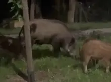 Locha z młodymi w Falenicy.