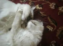 Dwa kocięta rasy ragdoll.