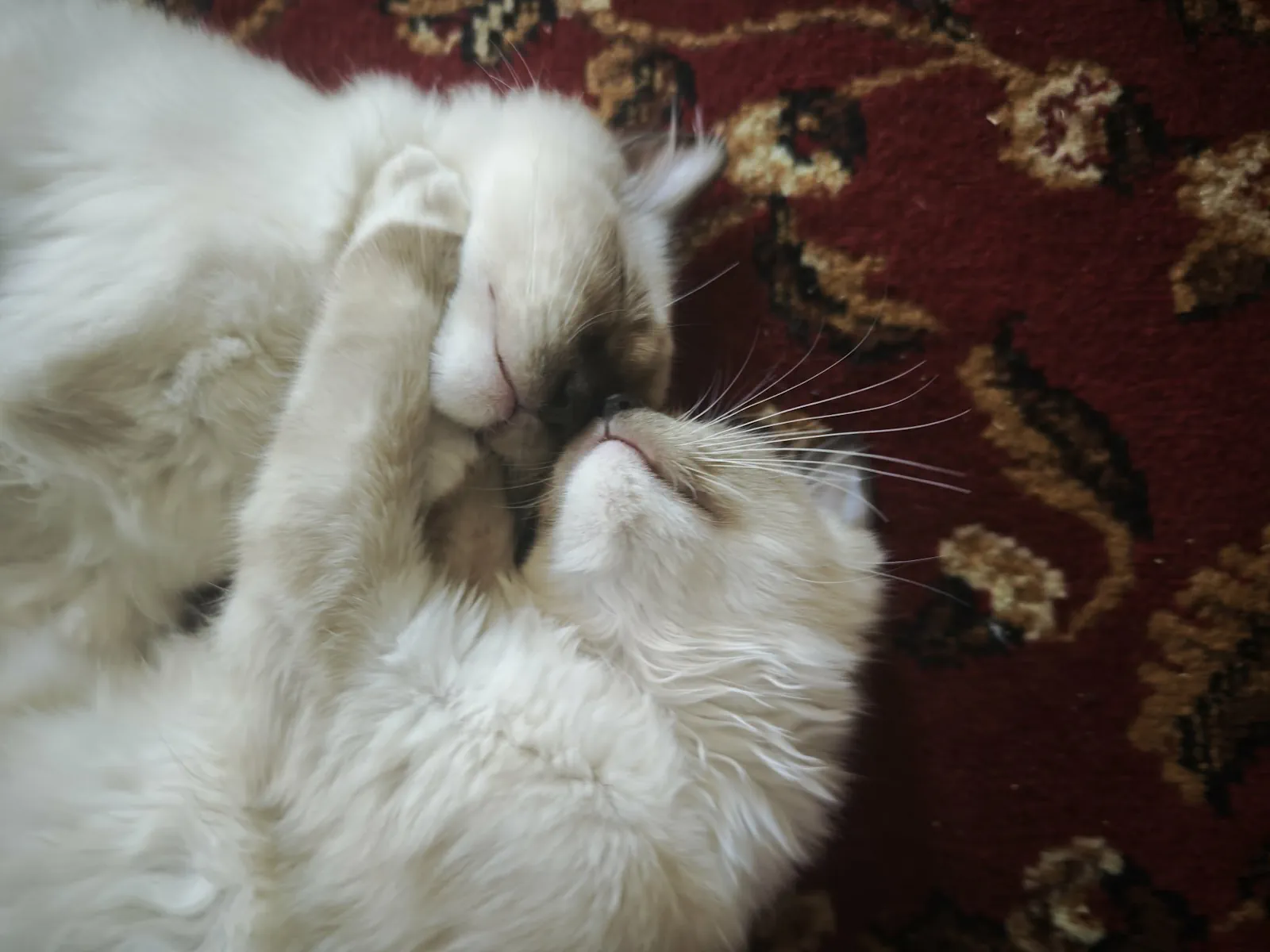 Dwa kocięta rasy ragdoll.