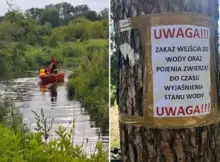 Setki śniętych ryb w Jeziorce. Piaseczno apeluje: nie wchodźcie do wody. | Fot. Hanna Kułakowska-Michalak Zastępca Burmistrza.