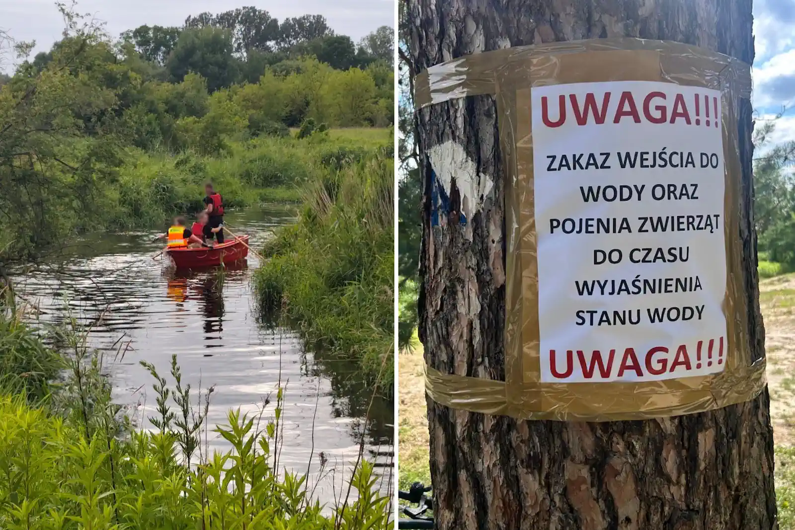 Setki śniętych ryb pod Warszawą. Władze apelują: nie wchodźcie do wody
