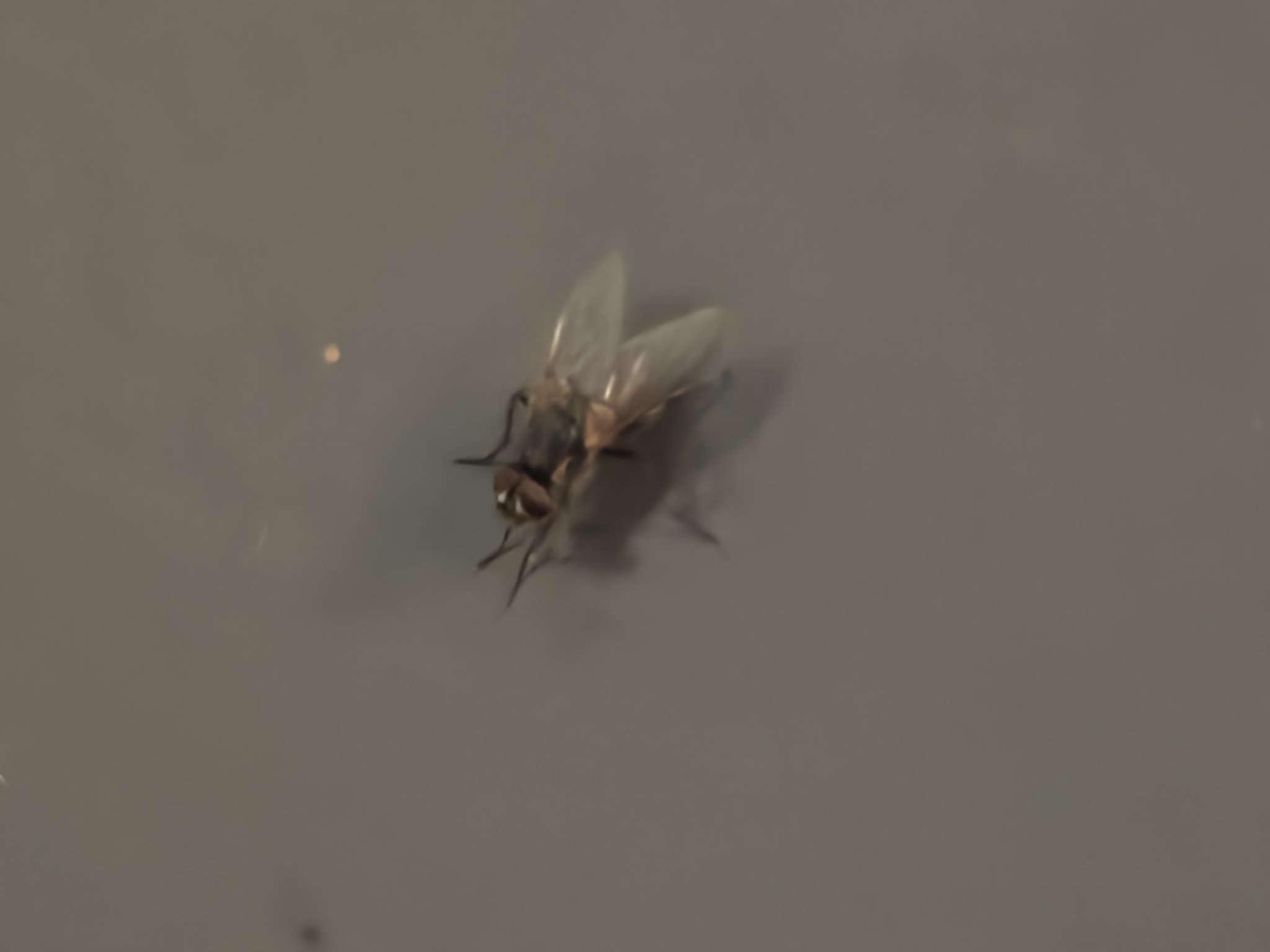 Muchy w domu nie dają spokoju? Oto 7 humanitarnych sposobów, by pozbyć się ich bez zabijania