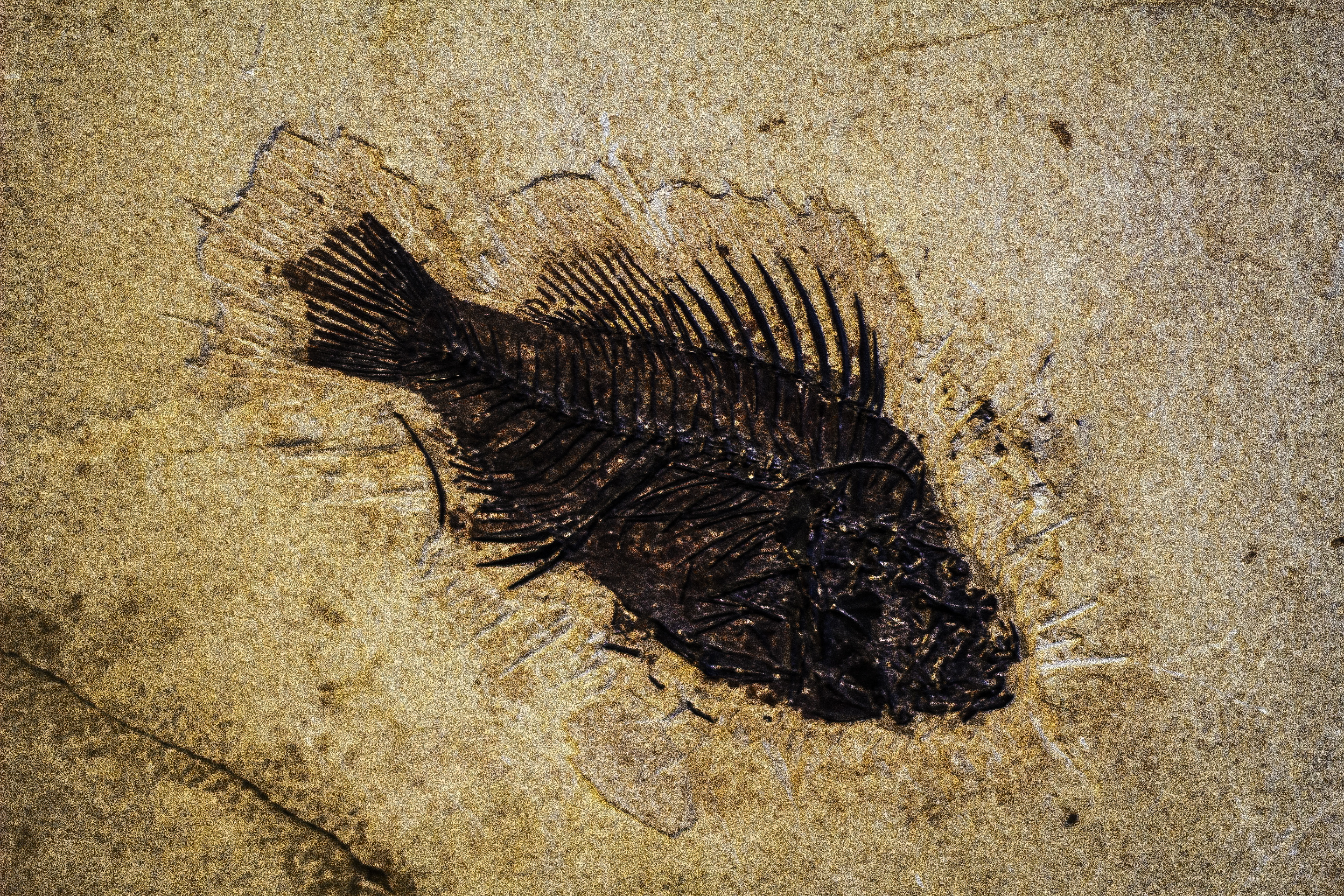 Prehistoryczny gigant w Warszawie. Ponad 2 tysiące osób bierze udział w wyjątkowym projekcie