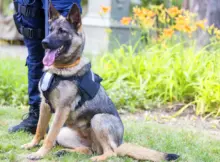 K9 Unit - owczarek niemiecki siedzący obok umundurowanego funkcjonariusza w parku.