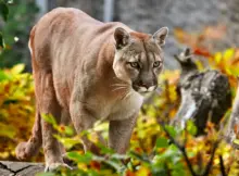 Puma w naturalnym środowisku.