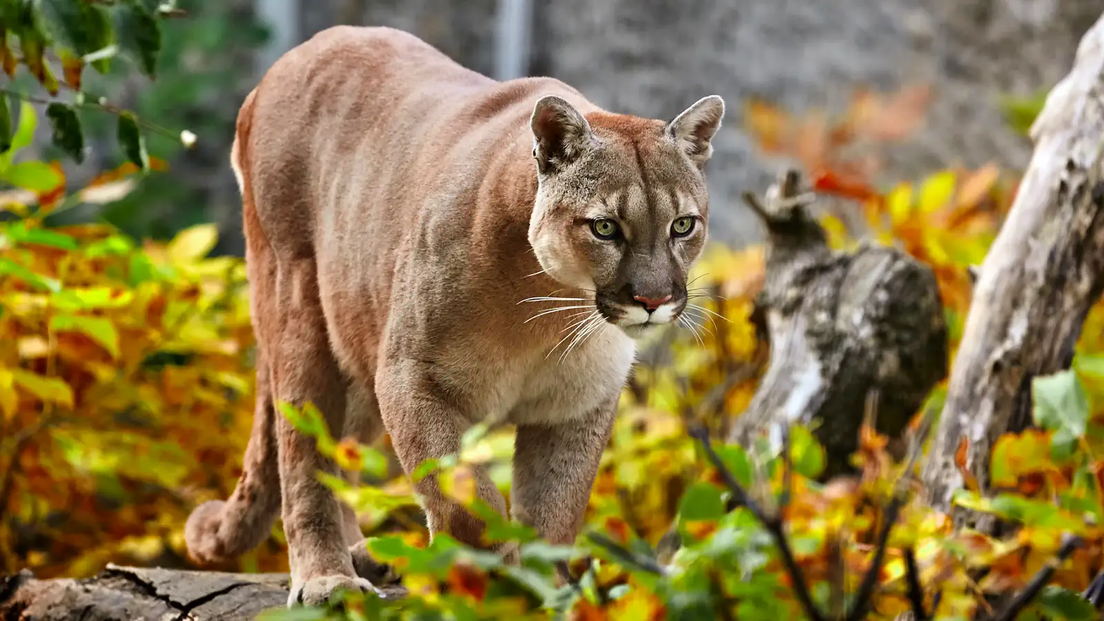Puma w naturalnym środowisku.