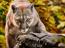 Puma w naturalnym środowisku.
