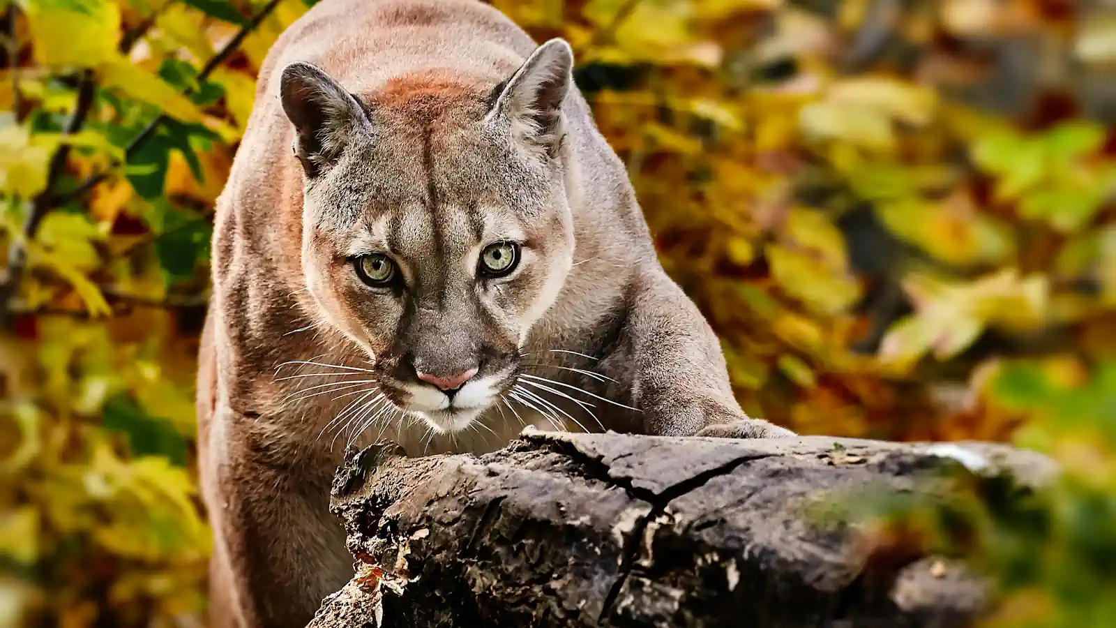 Puma w naturalnym środowisku.