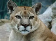 Puma w naturalnym, leśnym środowisku w lecie.