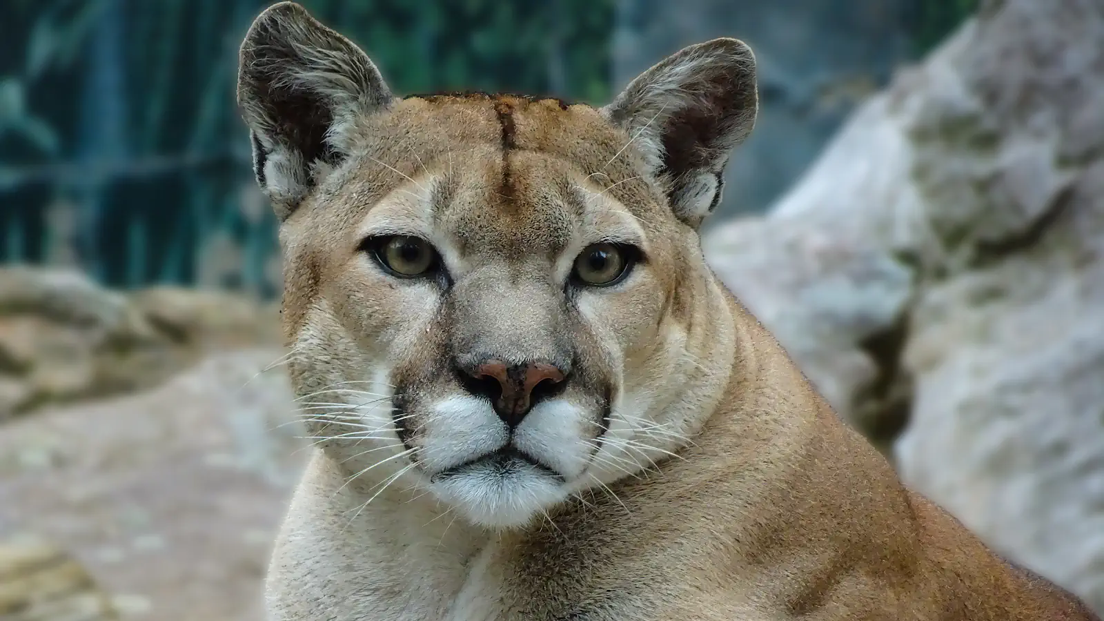 Puma zaledwie 25 kilometrów od Warszawy? Dwie gminy wydały oficjalne ostrzeżenia