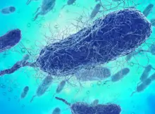 Bakteria vibrio vulnificus.