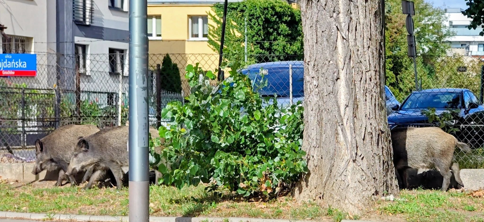 Dziki na Majdańskiej! Przez kilkanaście lat ich tu nie widziano. Dziś taki widok w Warszawie przestaje kogokolwiek dziwić