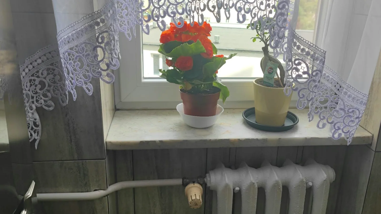 Okno w kuchni z lodówką, firankami, kwiatami i grzejnikiem.